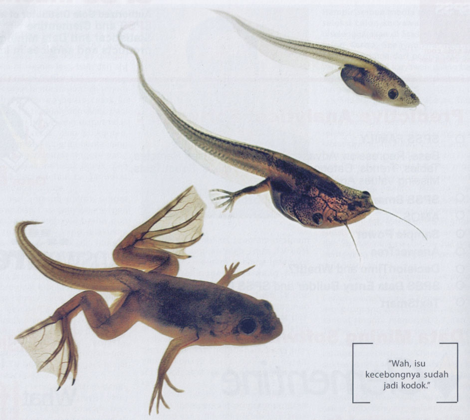 metamorfoza