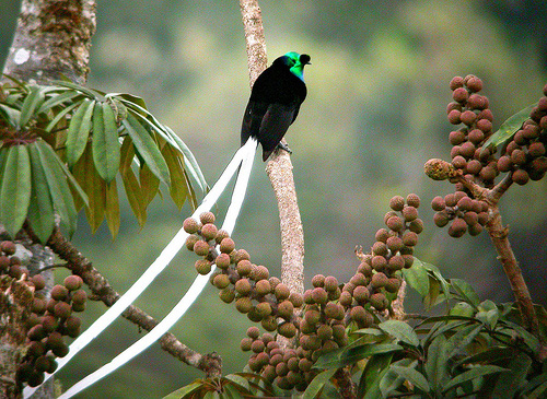 long_tail