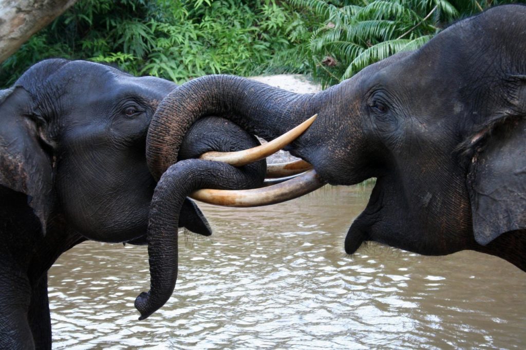 Gajah Sumatera / Foto: wwf.or.id